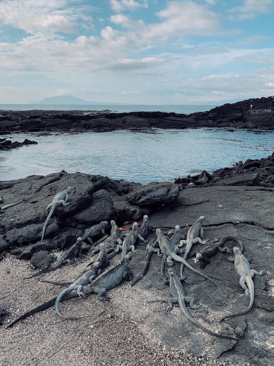 Iguana marina