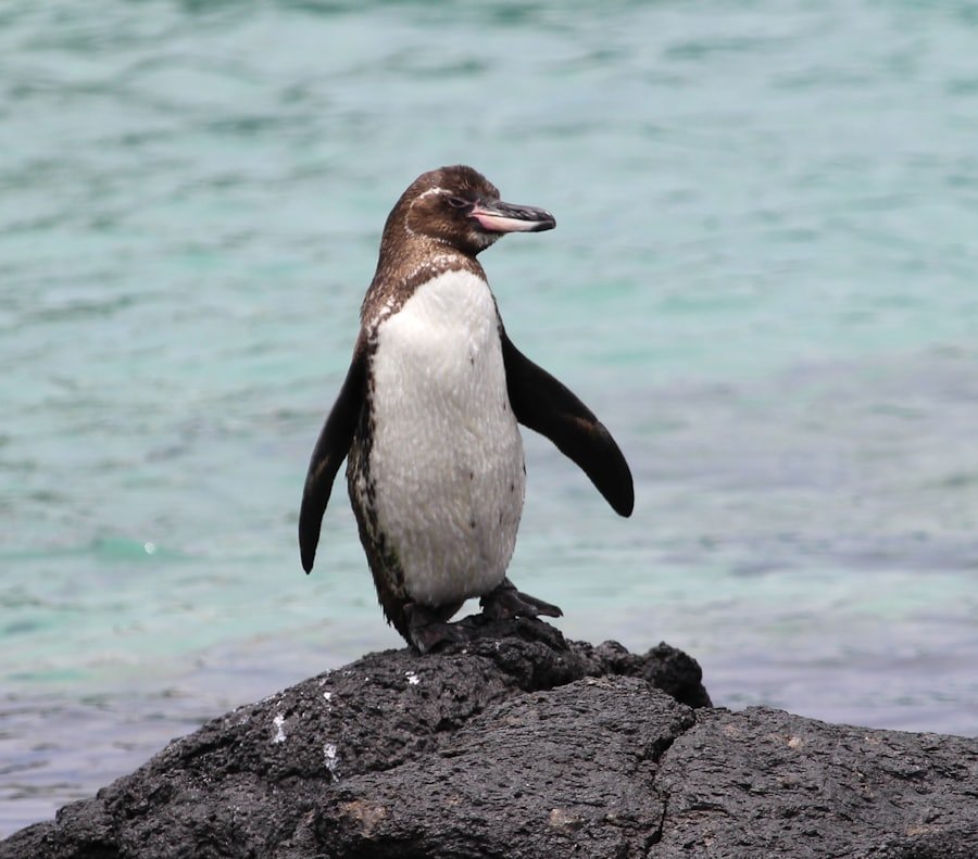 Galápagos Penguin, Isabela