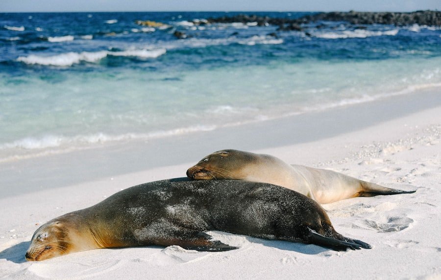 Sea Lion, San Cristóbal