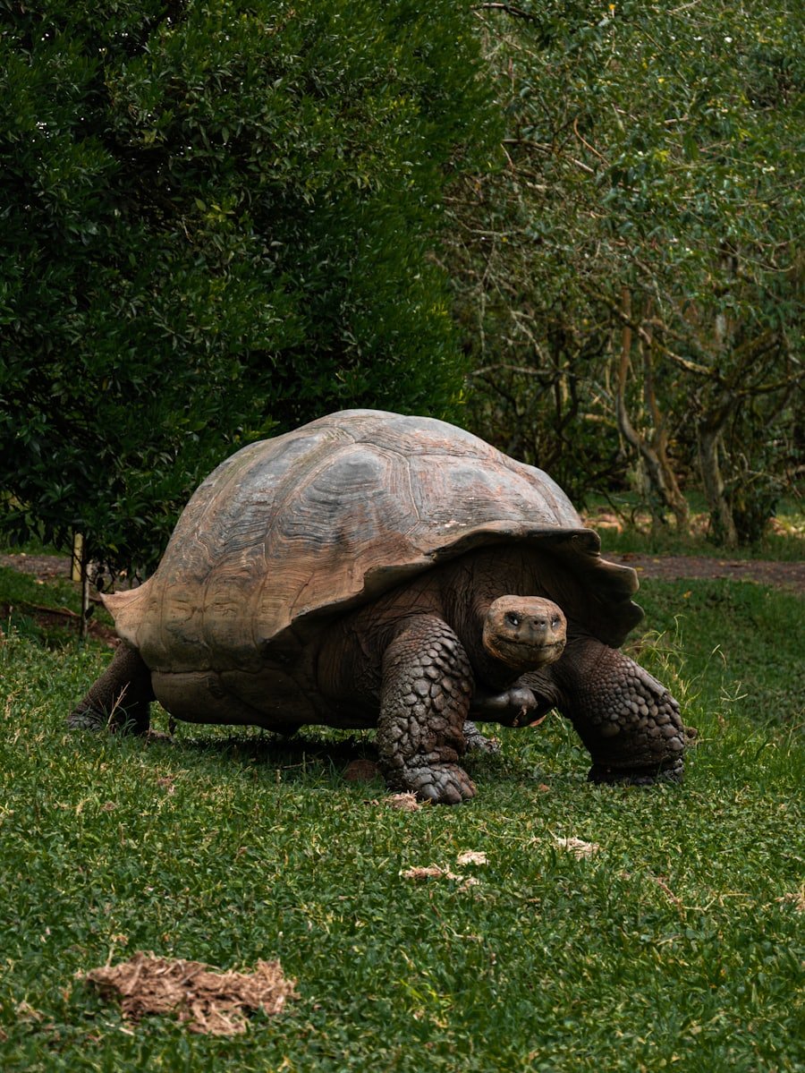 Giant Tortoise, Santa Cruz