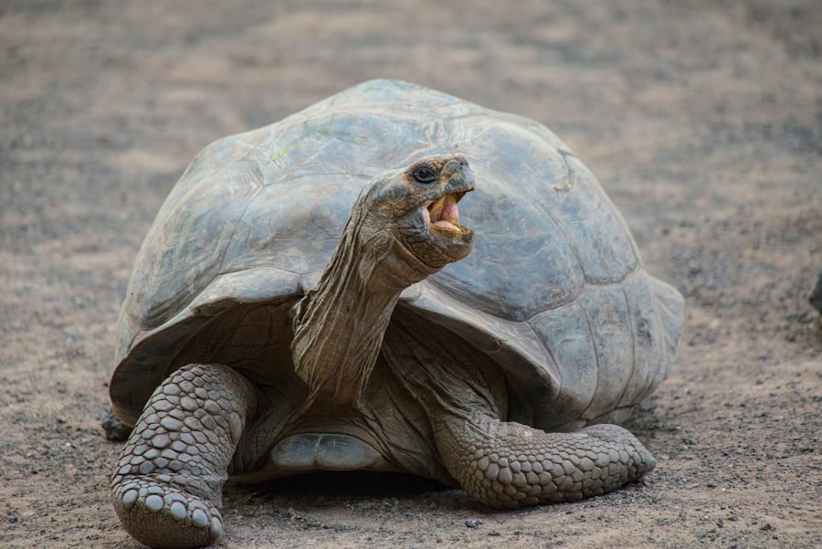 Tortuga gigante de Galápagos